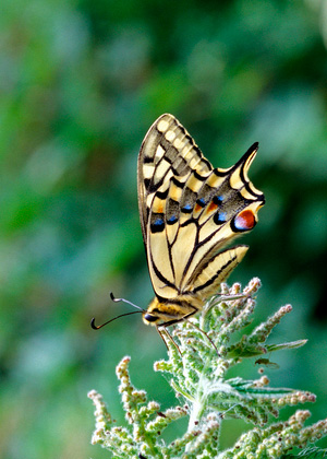Swallowtail DM0095
